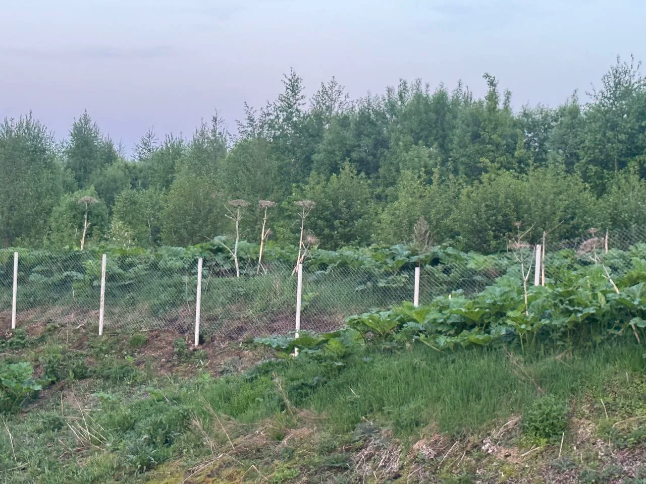 Установка забора из сетки-рабицы — Монтаж вдоль посадок